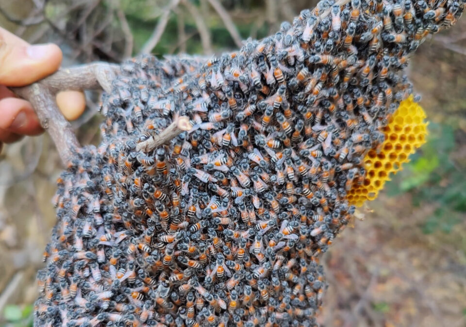 Colony of invasive red dwarf honeybee found for first time in Europe