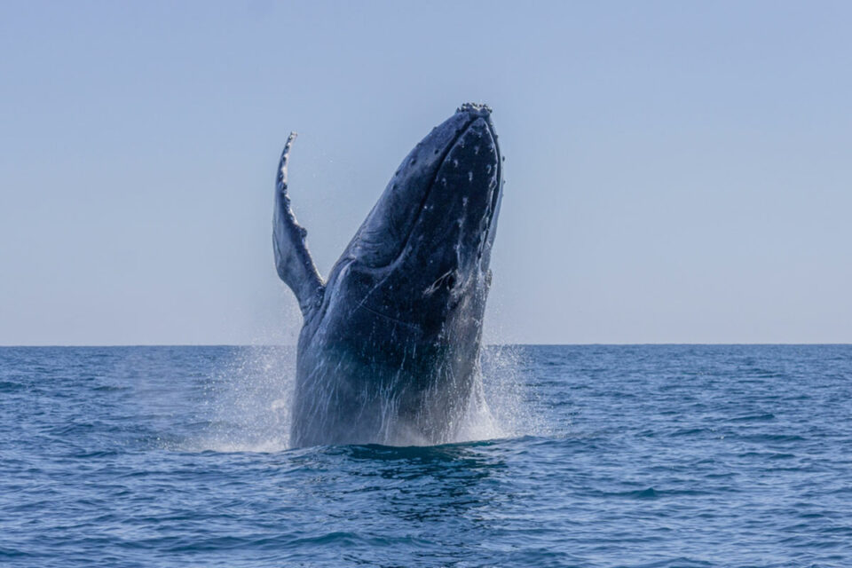 Irish whale-watching company ends tours on south Atlantic coast and blames overfishing