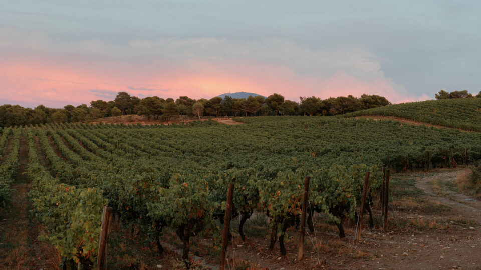 Top winemaker ‘may have to leave its Spanish vineyards due to climate crisis’