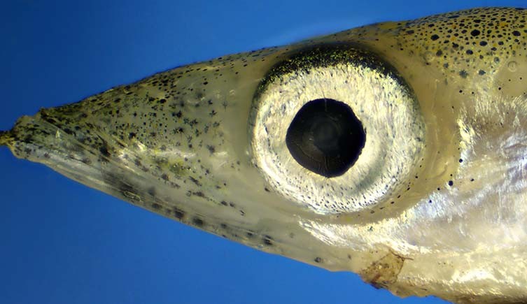 UK sand eel fishing ban remains in place despite EU legal challenge