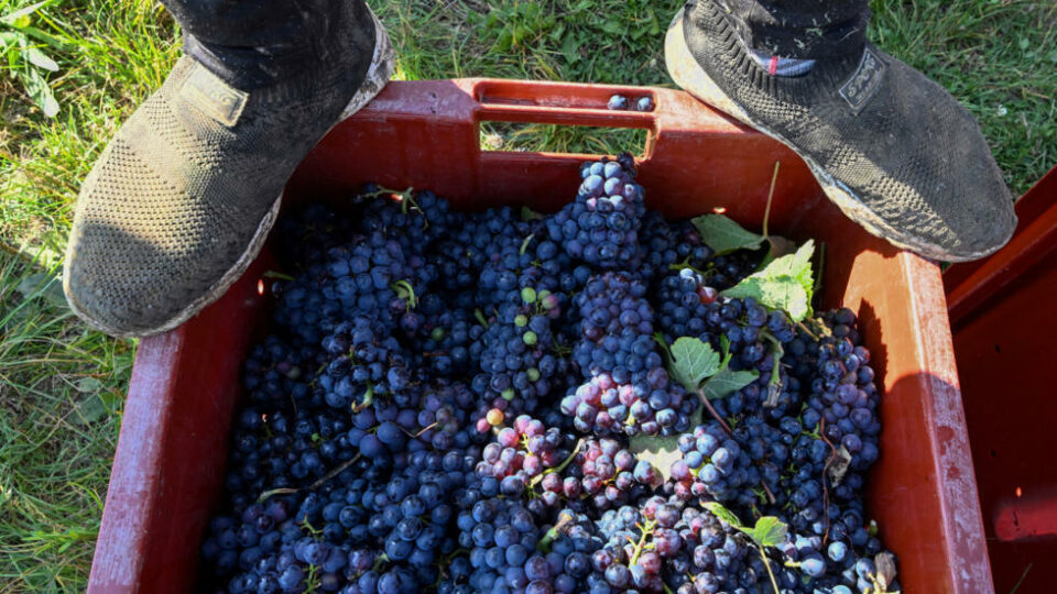 Employees at firm that supplied grape-pickers for champagne on trial for human trafficking