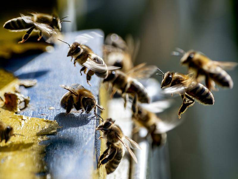 Bee attack leaves dozens of people injured in French town